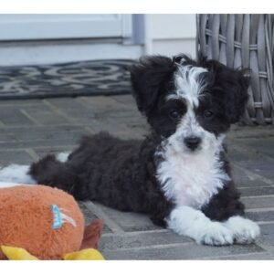 🐾 Toy F1 Male Aussiedoodle Puppy For Adoption – Nye | Black & White Aussiedoodle Puppy Available Now