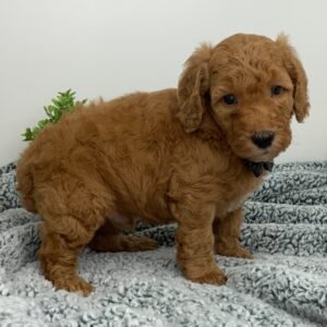 🐾 Meet Syl – AKC Registered Miniature Male Poodle Puppy Ready For Adoption