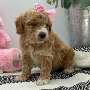 🐾 Meet Tracey – AKC Registered Miniature Female Poodle Puppy Ready For Adoption