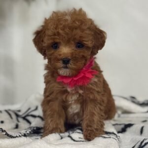 🐾 Miniature Red Female Poodle Puppy For Adoption – Princess | AKC Registered