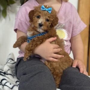🐾 Miniature Red Male Poodle Puppy For Adoption – King | AKC Registered Male Poodle Puppy Available Now