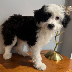 🐾 Onyx – Miniature F1 Female Aussiedoodle Puppy Ready To Go Home