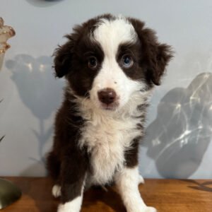 🐶 Canelo – Miniature F1 Male Aussiedoodle Puppy Ready To Go Home