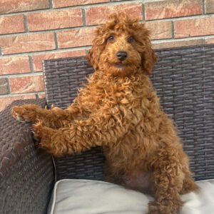 🐶 Meet Chico – APRI Registered Miniature Male Poodle Puppy Ready For Adoption