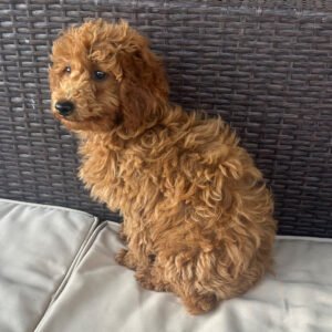 🐶  Meet Oscar – APRI Registered Miniature Male Poodle Puppy Ready For Adoption