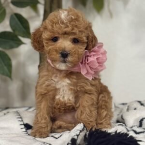 🐾 Meet Flower – AKC Registered Miniature Female Poodle Puppy Ready For Adoption