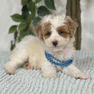 🐾 Meet Handsome – AKC Registered Miniature Male Poodle Puppy Ready For Adoption