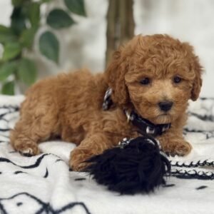 🐾 Meet Daisy – AKC Registered Miniature Female Poodle Puppy Ready For Adoption