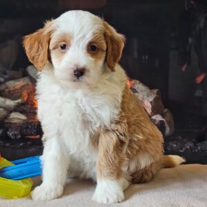 🐾 Isla – Miniature F1B Female Aussiedoodle Puppy Ready To Go Home