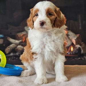 🐾 Iris – Miniature F1B Female Aussiedoodle Puppy Ready To Go Home