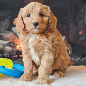 🐾 Isabella – Miniature F1B Female Aussiedoodle Puppy Ready To Go Home