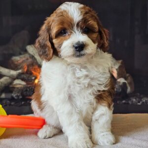 🐶 Imani – Miniature F1B Male Aussiedoodle Puppy Ready To Go Home