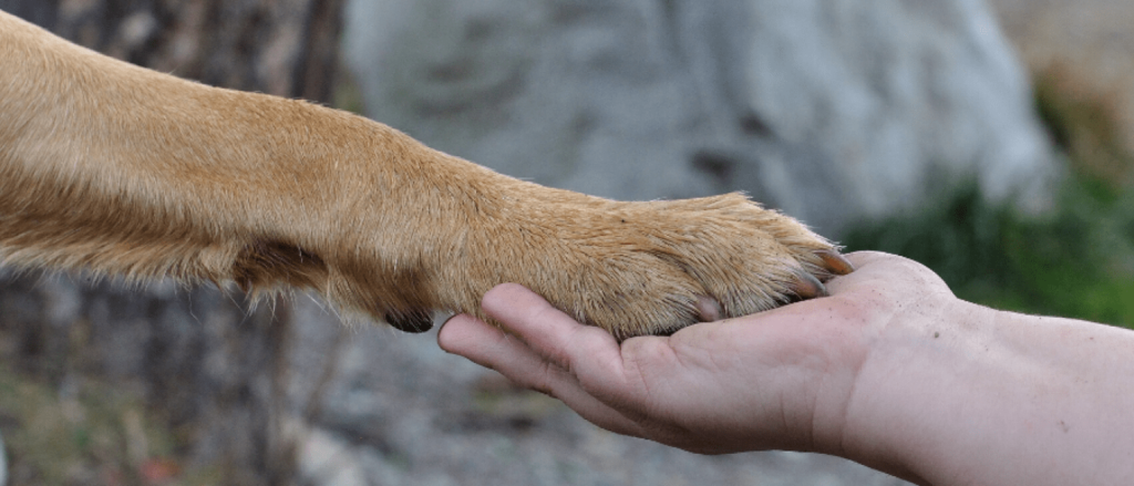 10 Reasons to Adopt a German Shepherd Puppy