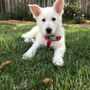 🐶 AKC Registered White Male German Shepherd Puppy | 8 Weeks Old | Healthy & Ready for His Forever Home