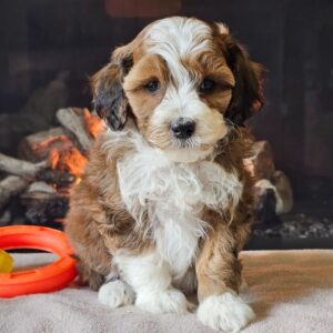 🐾 Idalia – Miniature F1Bb Female Aussiedoodle Puppy Ready To Go Home