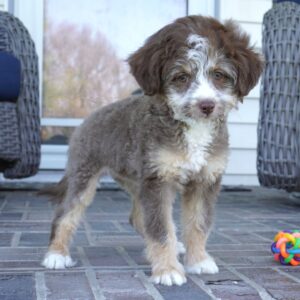 🐾 Jellison – Toy F1 Female Aussiedoodle Puppy Ready To Go Home