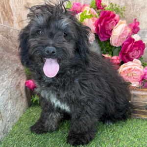 🐾Griffin – Miniature F1B Male Aussiedoodle Puppy Ready To Go Home