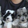 🐶 Why Mini Aussiedoodles Make the Perfect Family Companion