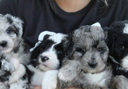 🐶 Why Mini Aussiedoodles Make the Perfect Family Companion