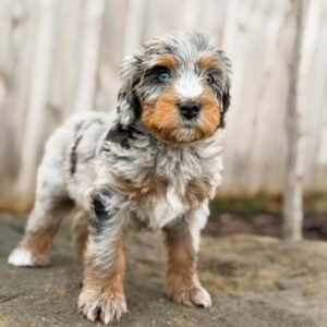 Meet Rosky – Blue-Eyed Miniature F1 Male Aussiedoodle Puppy Ready For Adoption
