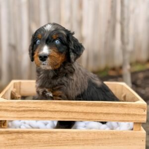 Meet Spark – Blue-Eyed Miniature Male Aussiedoodle Puppy Ready For Adoption