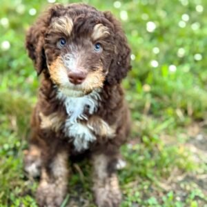 Meet Coco – ICA Registered Miniature Male Aussiedoodle Puppy Ready For Adoption