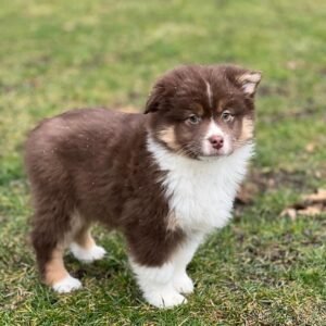Meet Jack – ICA Registered Miniature Male Aussiedoodle Puppy Ready For Adoption