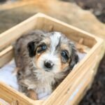 Meet Joy – ICA Registered Miniature Female Aussiedoodle Puppy Aussiedoodle Puppy Ready For Adoption