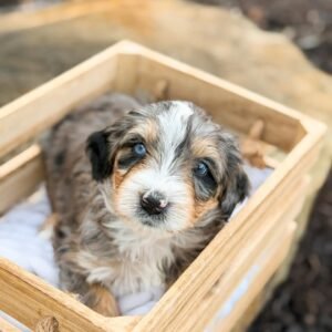 Meet Joy – ICA Registered Miniature Female Aussiedoodle Puppy Aussiedoodle Puppy Ready For Adoption
