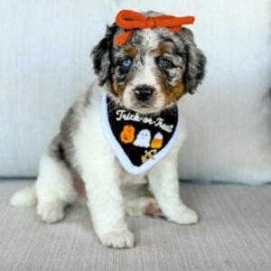Meet Nala – Blue-Eyed Miniature F1 Female Aussiedoodle Puppy Ready For Adoption