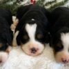 🏡 How To Prepare Your Home For A Mini Aussiedoodle Puppy