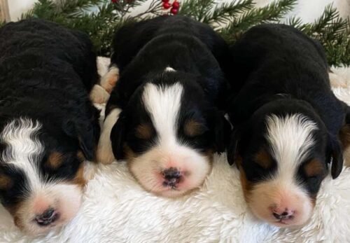 🏡 How To Prepare Your Home For A Mini Aussiedoodle Puppy