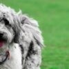 🏆 Why Families Choose Jackson Mini Aussiedoodles