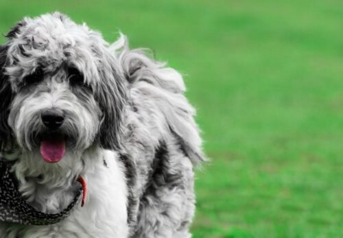 🏆 Why Families Choose Jackson Mini Aussiedoodles