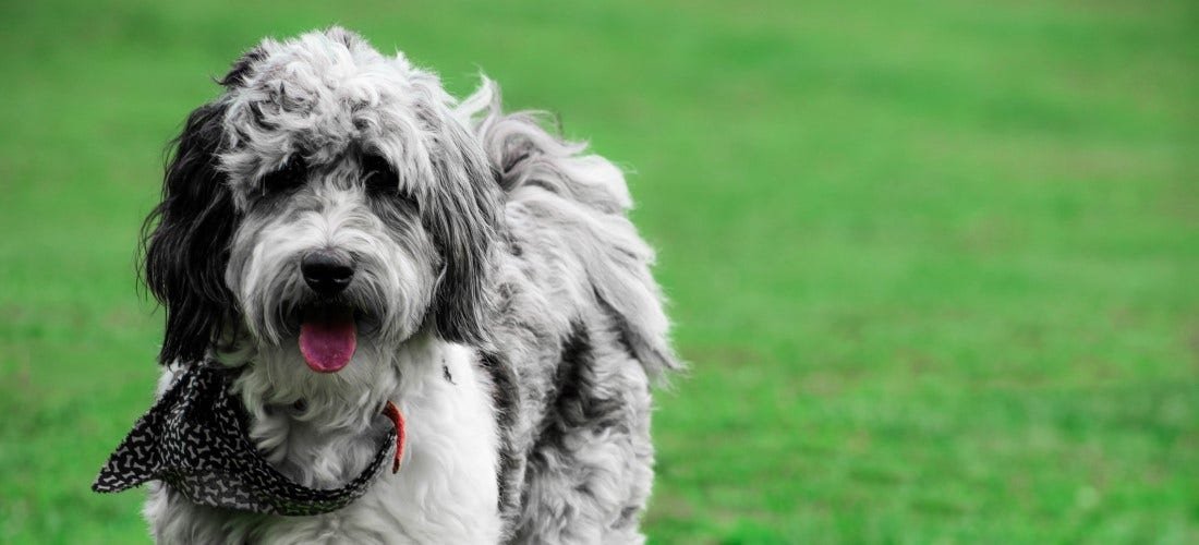 🏆 Why Families Choose Jackson Mini Aussiedoodles