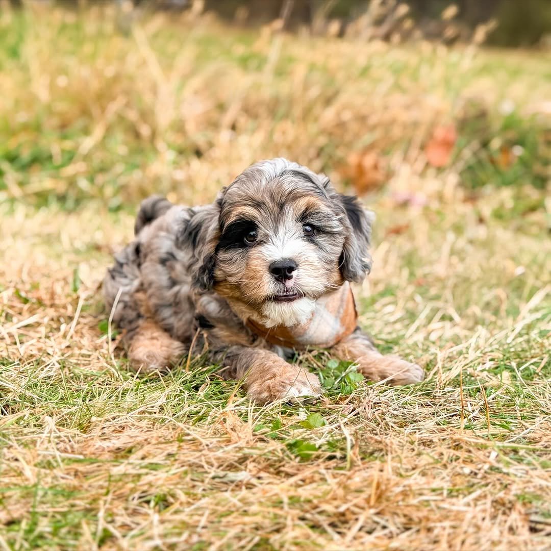 Meet Milo – Beautiful Miniature F1 Chocolate Male Aussiedoodle Puppy Ready For Adoption - Image 6