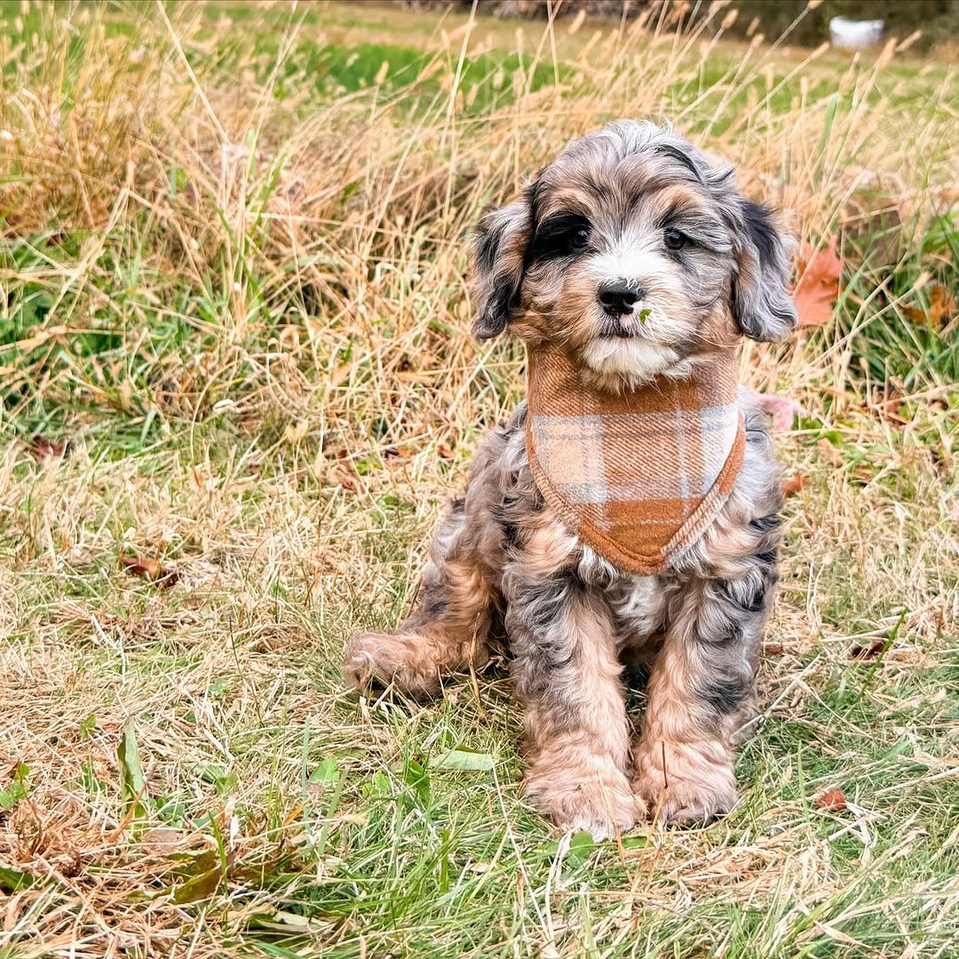 Meet Milo – Beautiful Miniature F1 Chocolate Male Aussiedoodle Puppy Ready For Adoption