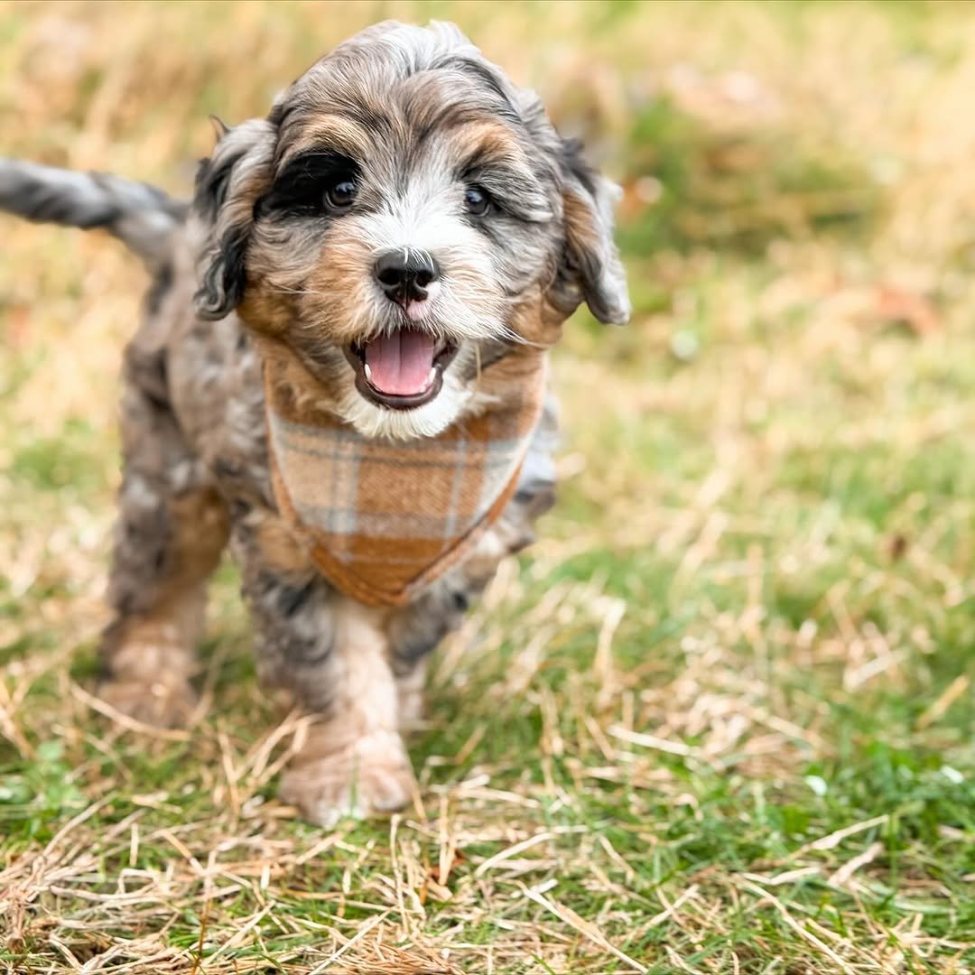 Meet Milo – Beautiful Miniature F1 Chocolate Male Aussiedoodle Puppy Ready For Adoption - Image 4