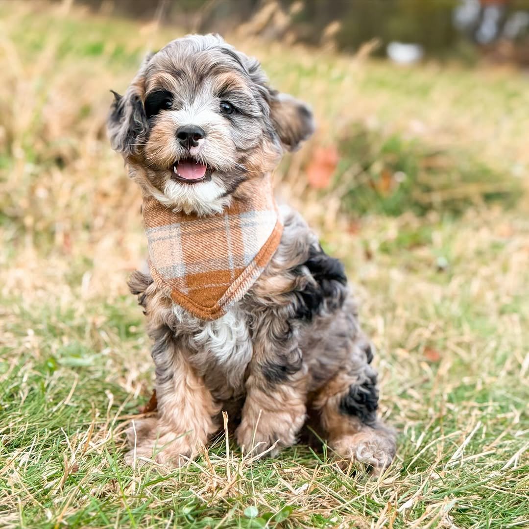 Meet Milo – Beautiful Miniature F1 Chocolate Male Aussiedoodle Puppy Ready For Adoption - Image 3