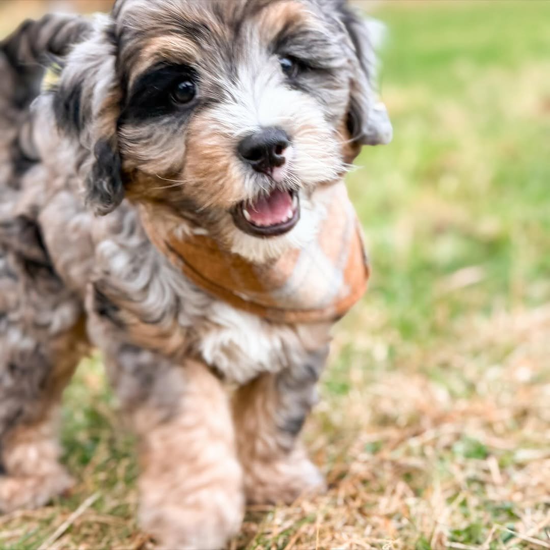Meet Milo – Beautiful Miniature F1 Chocolate Male Aussiedoodle Puppy Ready For Adoption - Image 7
