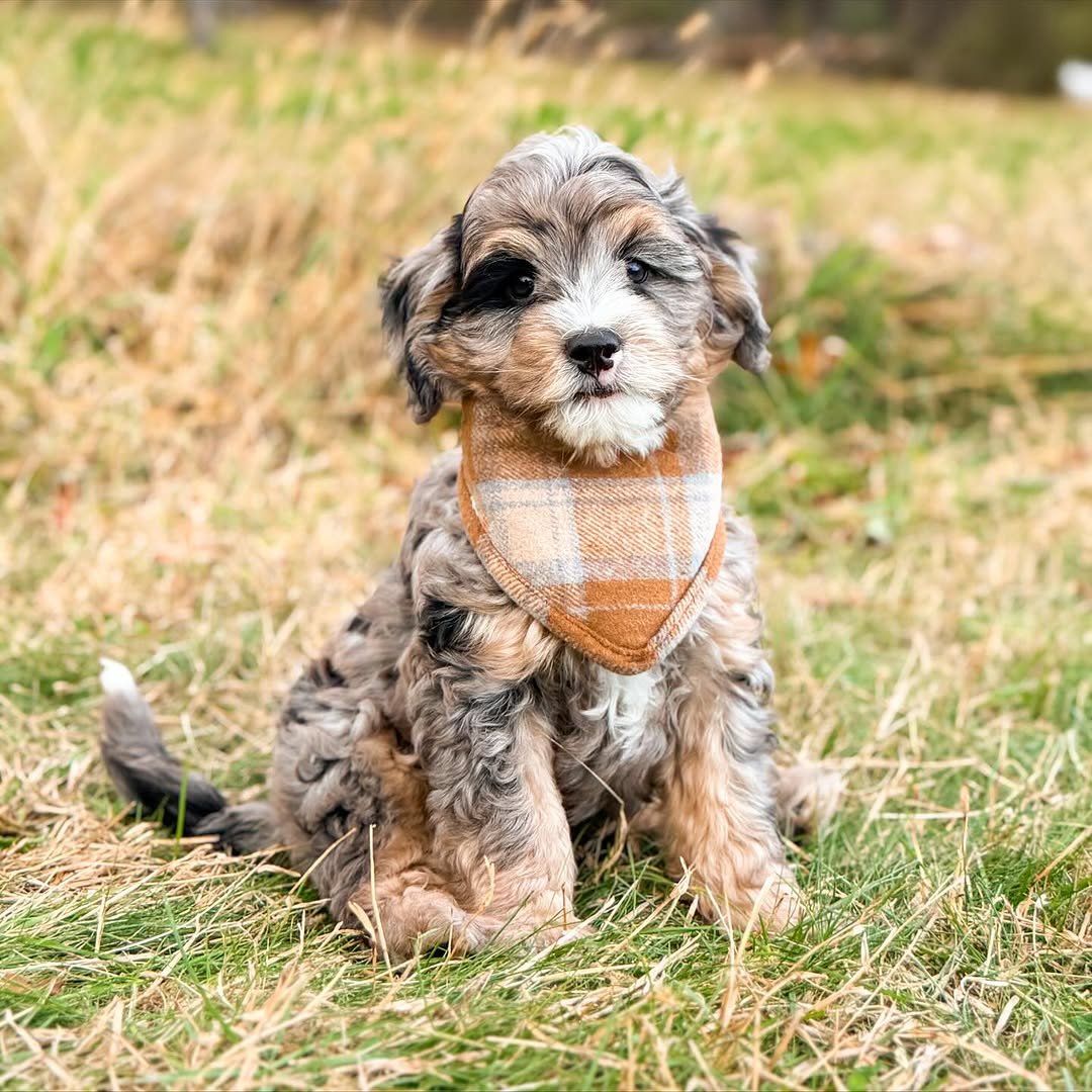 Meet Milo – Beautiful Miniature F1 Chocolate Male Aussiedoodle Puppy Ready For Adoption - Image 2