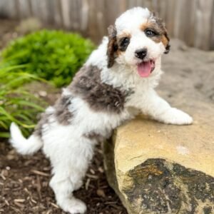 Meet Willow β Beautiful Miniature F1 Blue Merle Female Aussiedoodle Puppy Ready For Adoption