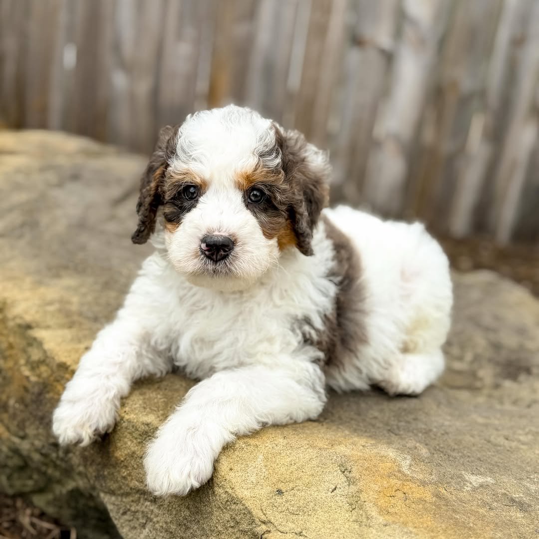 Meet Willow – Beautiful Miniature F1 Blue Merle Female Aussiedoodle Puppy Ready For Adoption - Image 4