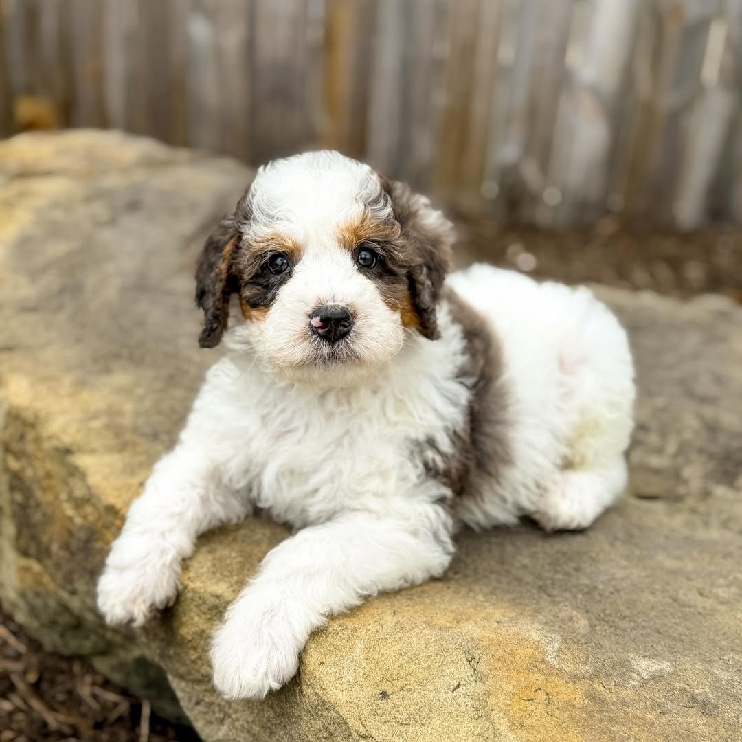 Meet Willow – Beautiful Miniature F1 Blue Merle Female Aussiedoodle Puppy Ready For Adoption - Image 5
