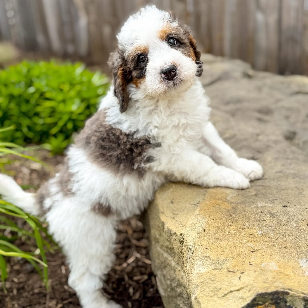 Meet Willow – Beautiful Miniature F1 Blue Merle Female Aussiedoodle Puppy Ready For Adoption - Image 3