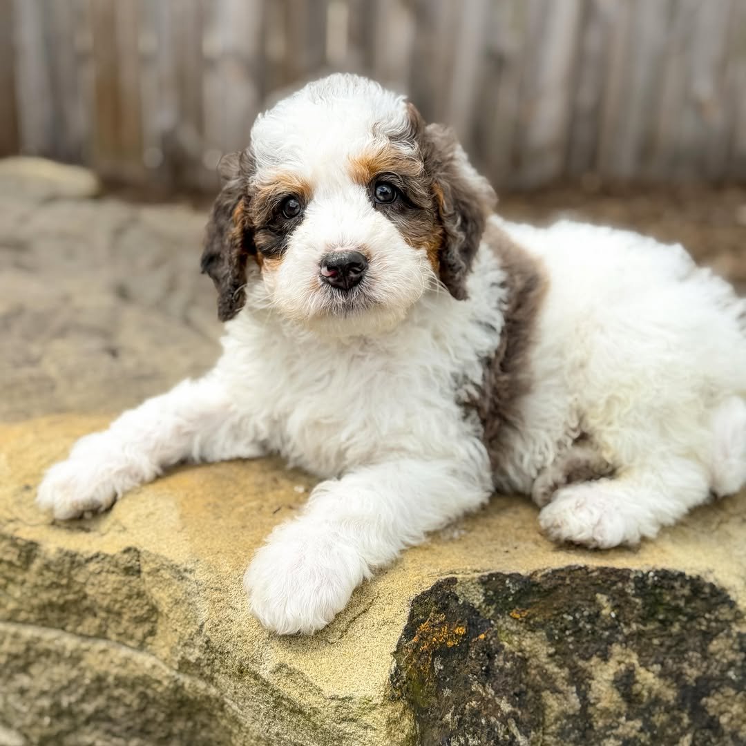 Meet Willow – Beautiful Miniature F1 Blue Merle Female Aussiedoodle Puppy Ready For Adoption - Image 2