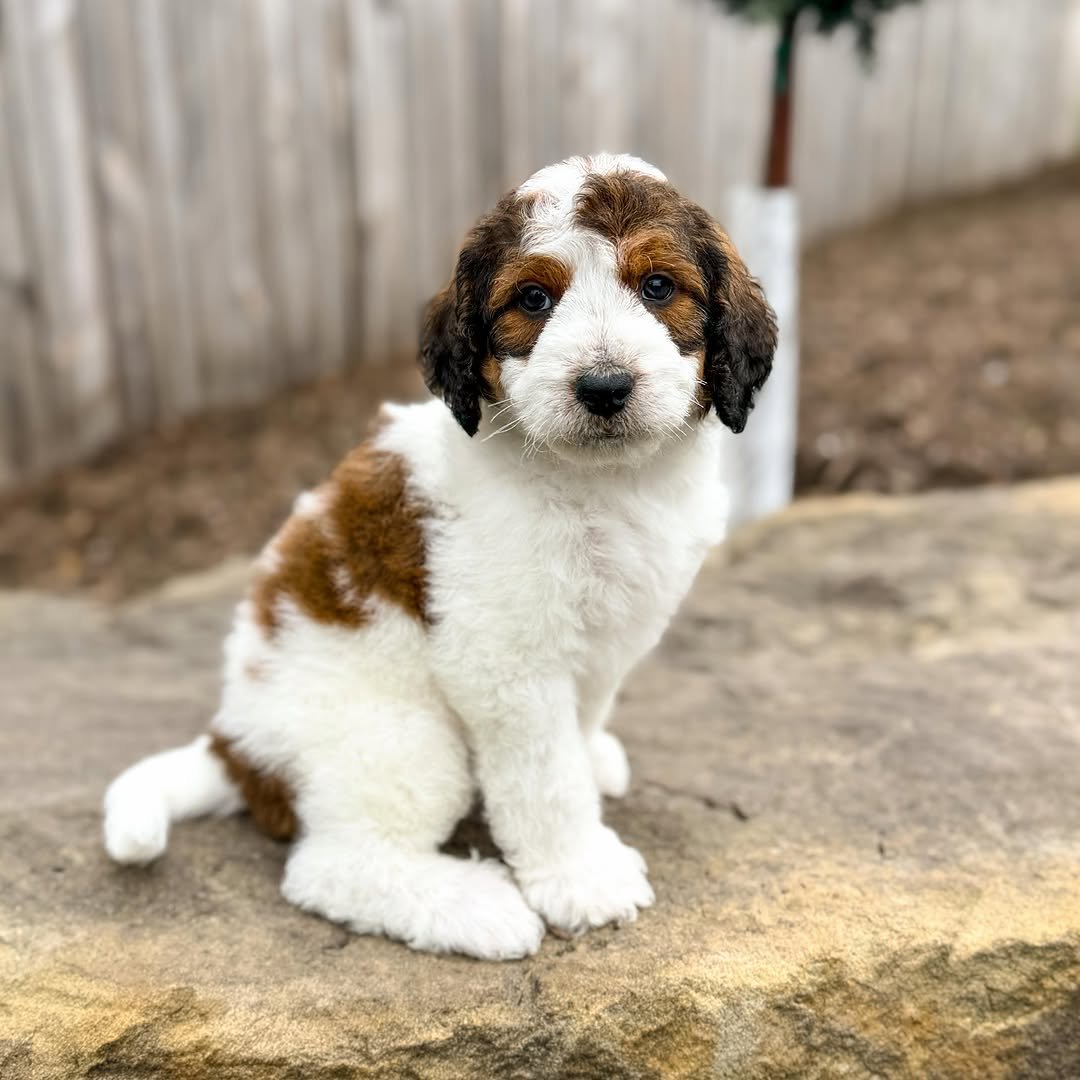Miniature F1 White Blue Merle Male Aussiedoodle Puppy For Adoption – Murphy | ICA Registered Male Mini Aussiedoodle Available Now