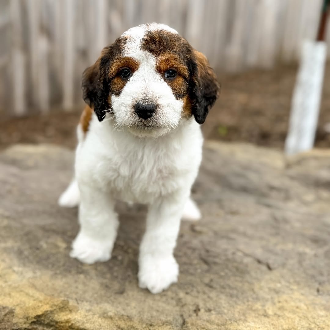 Miniature F1 White Blue Merle Male Aussiedoodle Puppy For Adoption – Murphy | ICA Registered Male Mini Aussiedoodle Available Now - Image 3