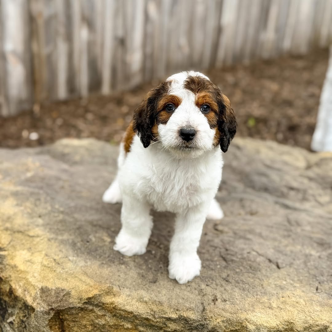 Miniature F1 White Blue Merle Male Aussiedoodle Puppy For Adoption – Murphy | ICA Registered Male Mini Aussiedoodle Available Now - Image 4