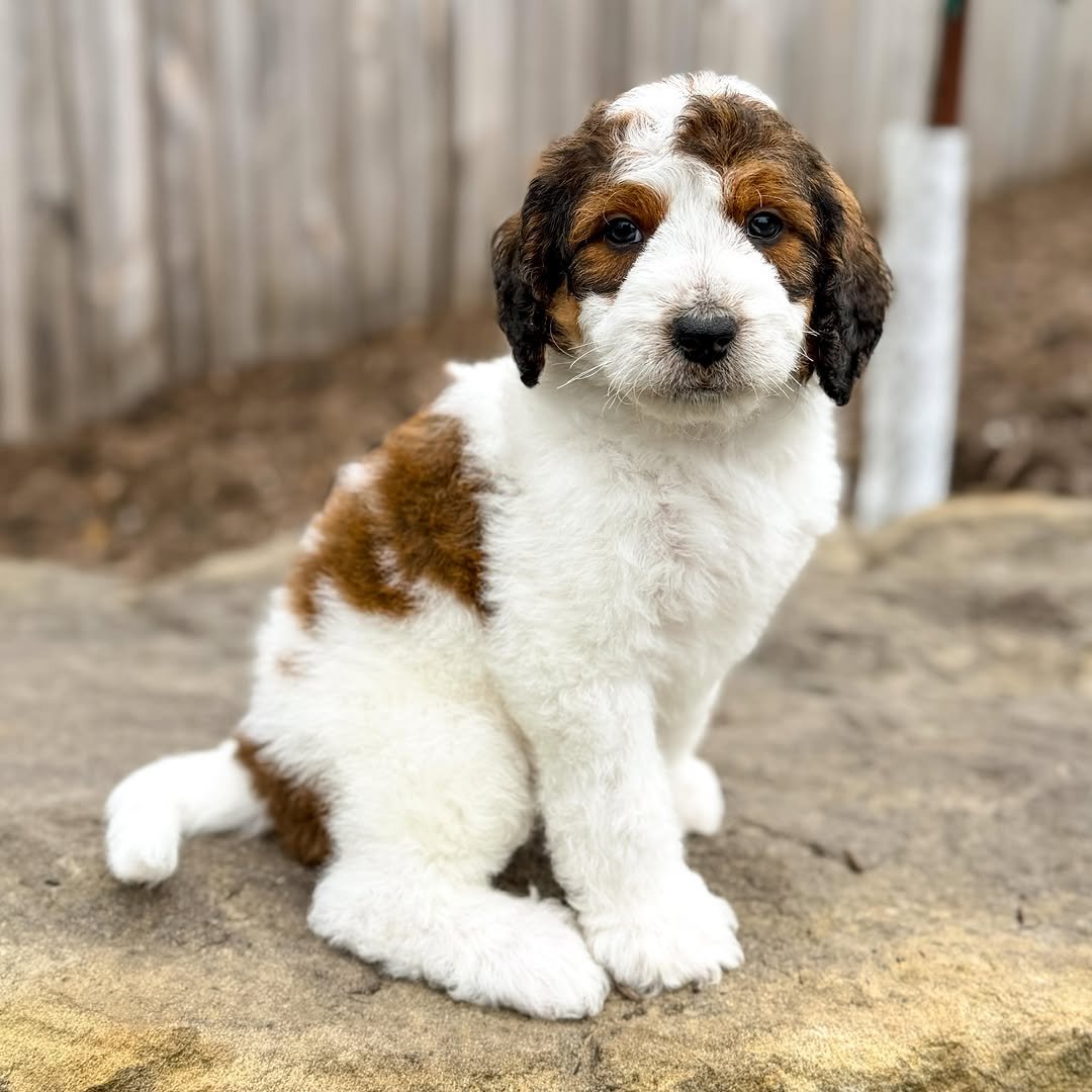 Miniature F1 White Blue Merle Male Aussiedoodle Puppy For Adoption – Murphy | ICA Registered Male Mini Aussiedoodle Available Now - Image 2